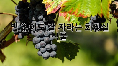 빛 없이도 잘 자라는 화장실 식물🌿